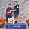 Kimi GCH Weekend  BOS 11/22/15 Tallmadge, OH